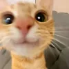 zhxnyah