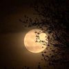 _s.elenophile_01