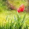 dima.hussein7