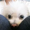 little_dog_happy