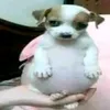 pedro.henrique12387