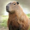 capybara_01412