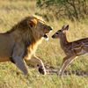 lionsteritori
