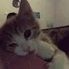 nhnmchan