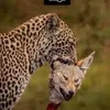 .50543335