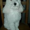 mabel.bartolini