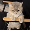 cattygow
