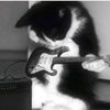 catvr0609