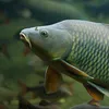 fish_hubhungary1