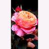 user9621975301861