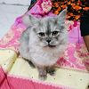 mim_jahan_4
