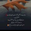 rauf0701