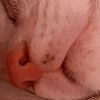 cheto.capibara