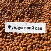Фундуковий сад