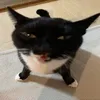 cantblockyou