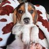junethebeagle5