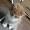 xvvzosia