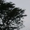 arbolcito098