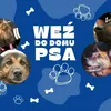 piesekmoimprzyjacielem