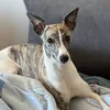 nacho_the_whippet