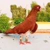 dk_pigeon