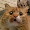 サムエル です