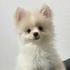 chabashii_