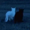 topolpjg