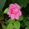 rose.lamoly