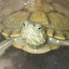 iliketurtlesomuch