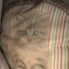 cat_1357905