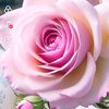 ross_7487