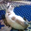 amir.ali.yimam
