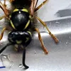 sammyflies