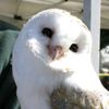 barn_owl23509