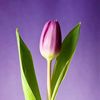 iamtulipungu