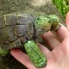 greenturtlesmile
