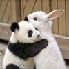 _bunnyhere_