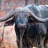 cape.buffalo4