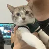 BigCatsDaddy