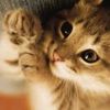 anna_a490