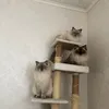 ihavethreeragdollcats3