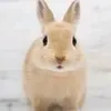 zhongyqvv3y