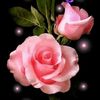 djallal.samer