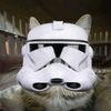 the_republiccat