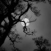 shadowmoon8374