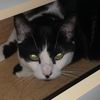 simon_is_a_cat
