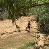 forestaga
