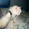 syzaezz