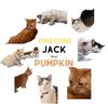 the_catnipchronicles